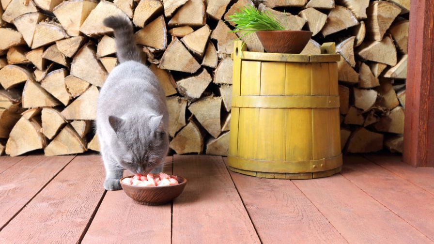 Why is Good Protein Crucial to Your Cat's Diet?