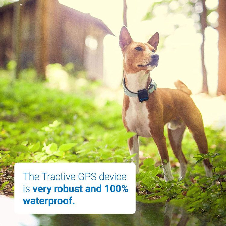 Best GPS Tracking Collars for Hunting Dogs Reviews