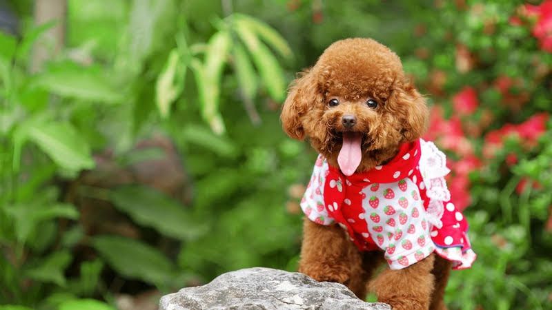 Teacup & Toy Poodle price range. Standard & Miniature Poodle price