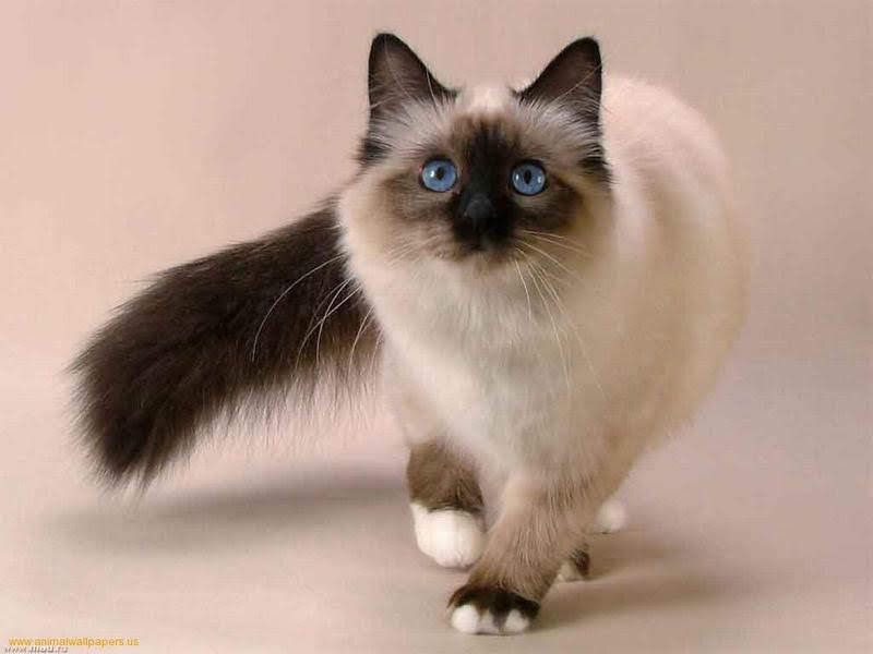 Snowshoe cat price & cost range. Snowshoe kittens for sale price list