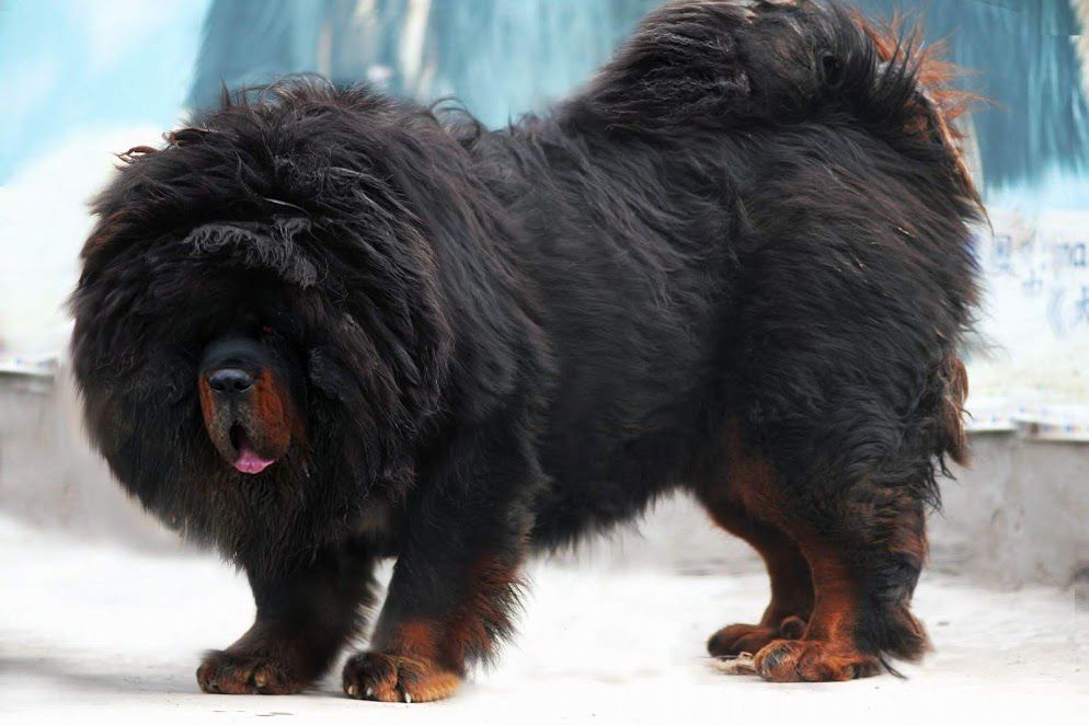 Tibetan Mastiff price range. How much does a Tibetan Mastiff puppy cost?