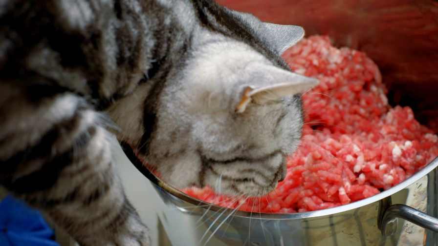 Why is Good Protein Crucial to Your Cat's Diet?
