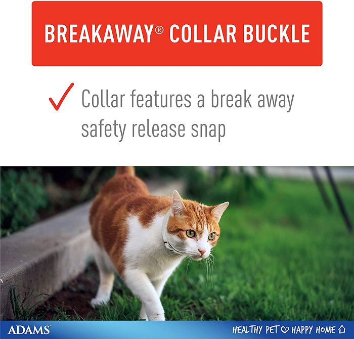 The safest flea collar for cats