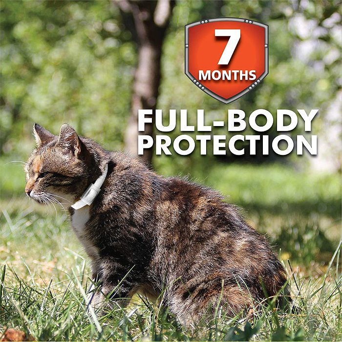 The safest flea collar for cats