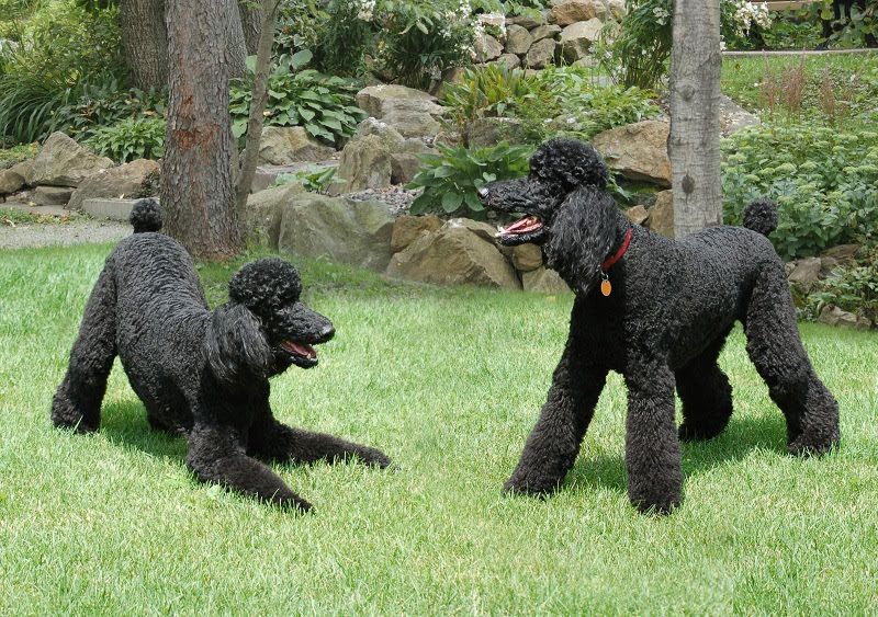 Teacup & Toy Poodle price range. Standard & Miniature Poodle price