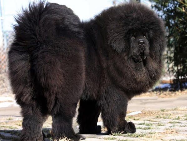 Tibetan Mastiff price range. How much does a Tibetan Mastiff puppy cost?