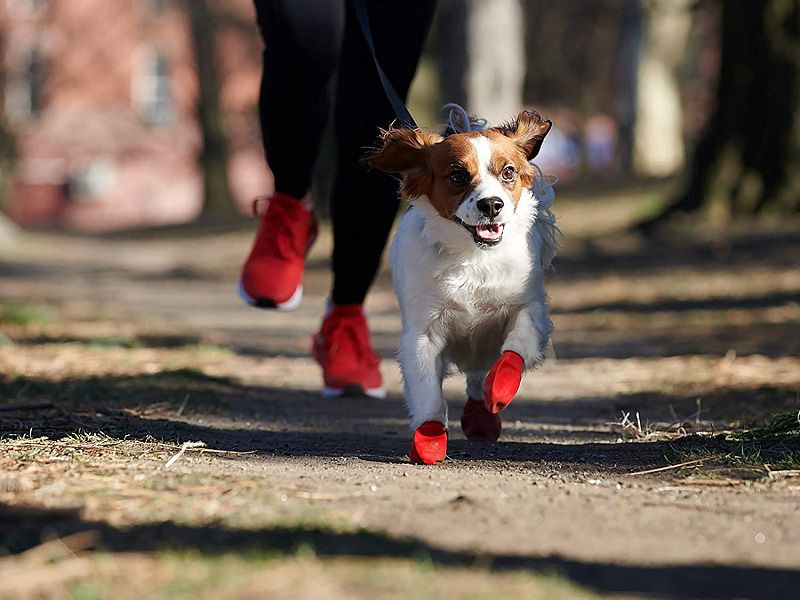 Best Waterproof Dog Boots that Actually Stay On Reviews