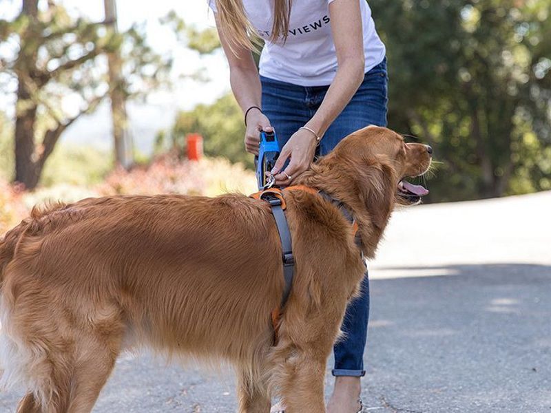 New Puppy Checklist: 4 Must-Have Accessories for Your Furry Friend