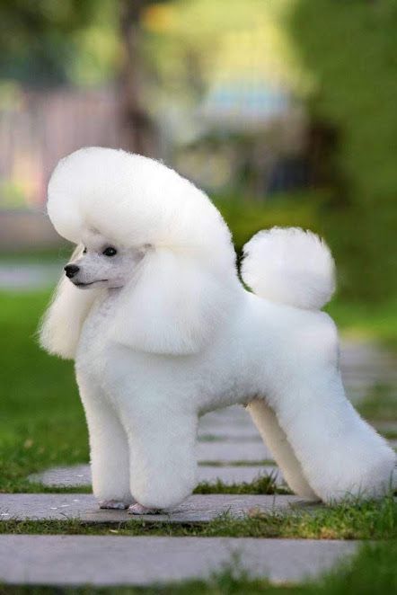 how much is a micro poodle cost