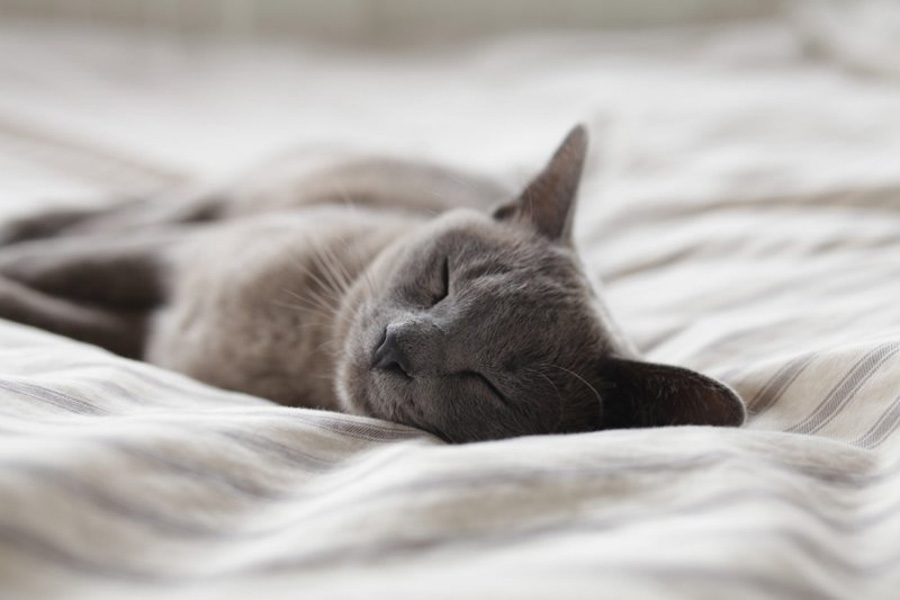5 Common Health Issues in Cats
