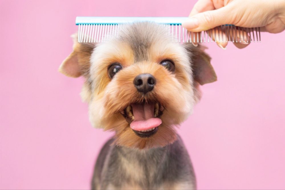 5 Dog Grooming Hygiene Tips You Must Know