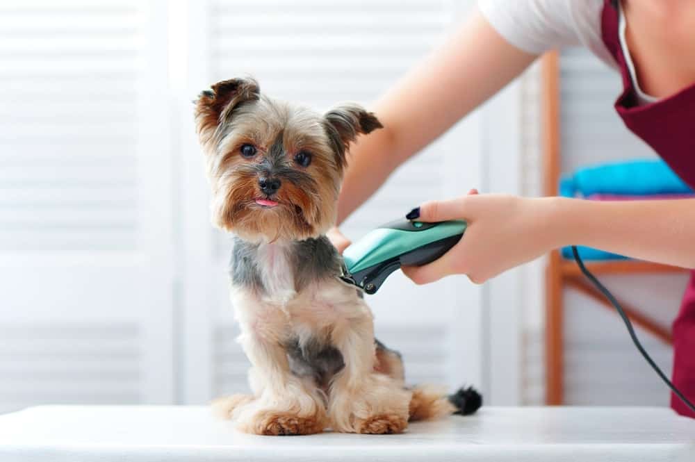 5 Dog Grooming Hygiene Tips You Must Know