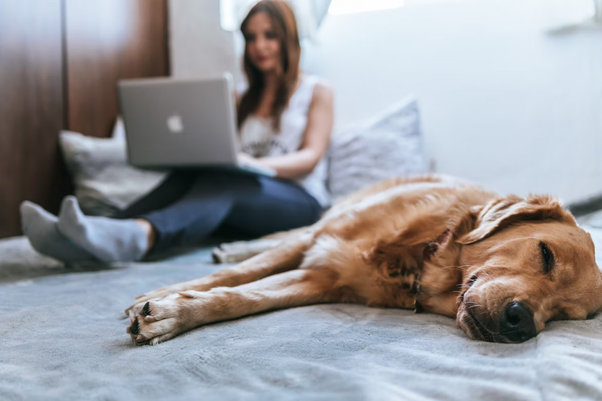 5 Websites Every New Dog Owner Should Bookmark