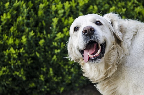 5 Common Dog’s Dental Problems and Top Dental Hygiene Tips