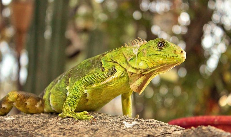 5 Interesting Facts About Iguanas You Didn't Know