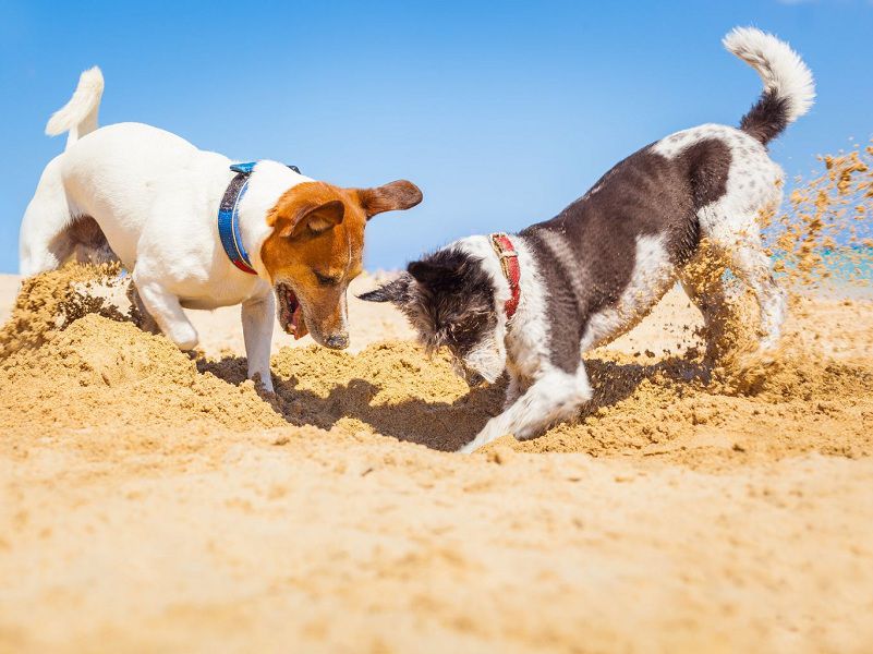 5 Reasons Why Dogs Like to Dig? What to Do About a Digging Dog?