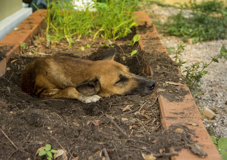 5 Reasons Why Dogs Like to Dig? What to Do About a Digging Dog?