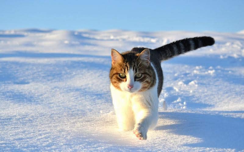 Snowshoe cat price & cost range. Snowshoe kittens for sale price list