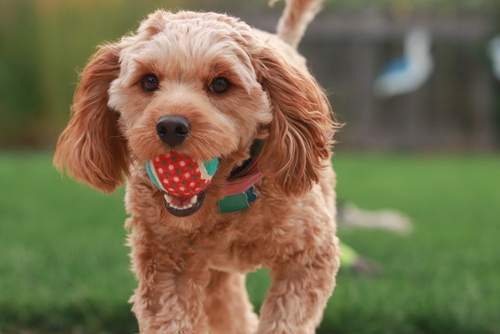 6 Reason Why Goldendoodles are So Popular