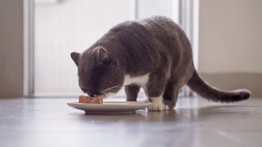 Why is Good Protein Crucial to Your Cat's Diet?