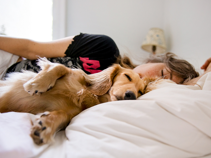 7 Ways How to Treat Insomnia in Your Dog?