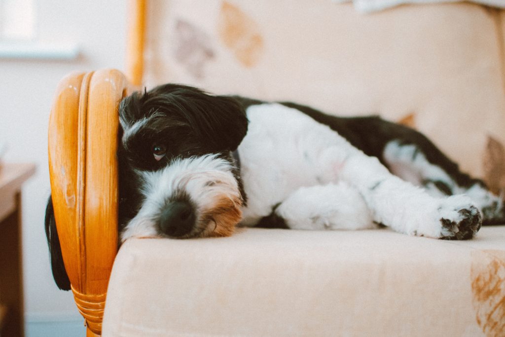 7 Ways How to Treat Insomnia in Your Dog?