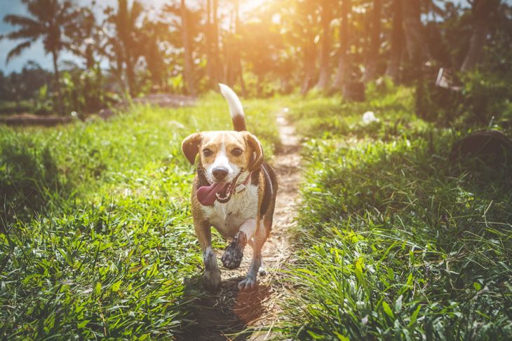7 Sneaky Ways Fleas and Ticks Can Invade Your Pets Bodies