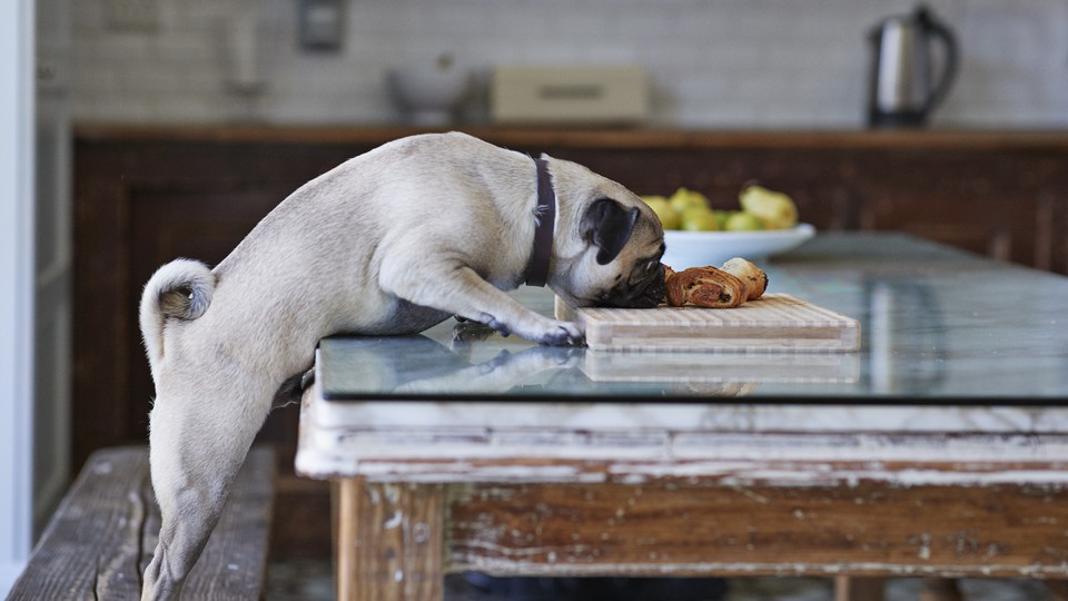 8 Reasons Why You Should Switch Your Dogs Food