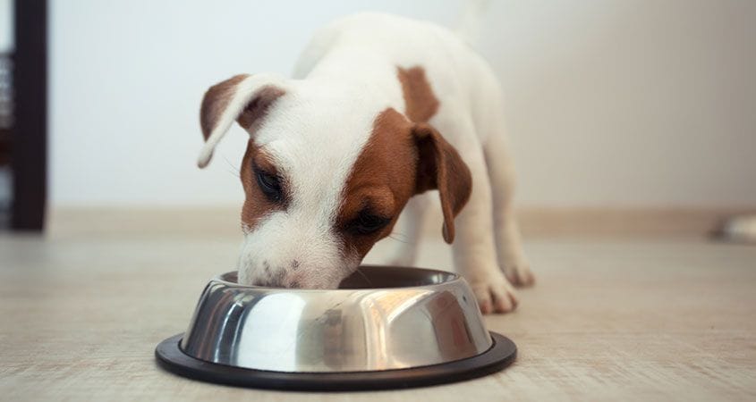8 Reasons Why You Should Switch Your Dogs Food