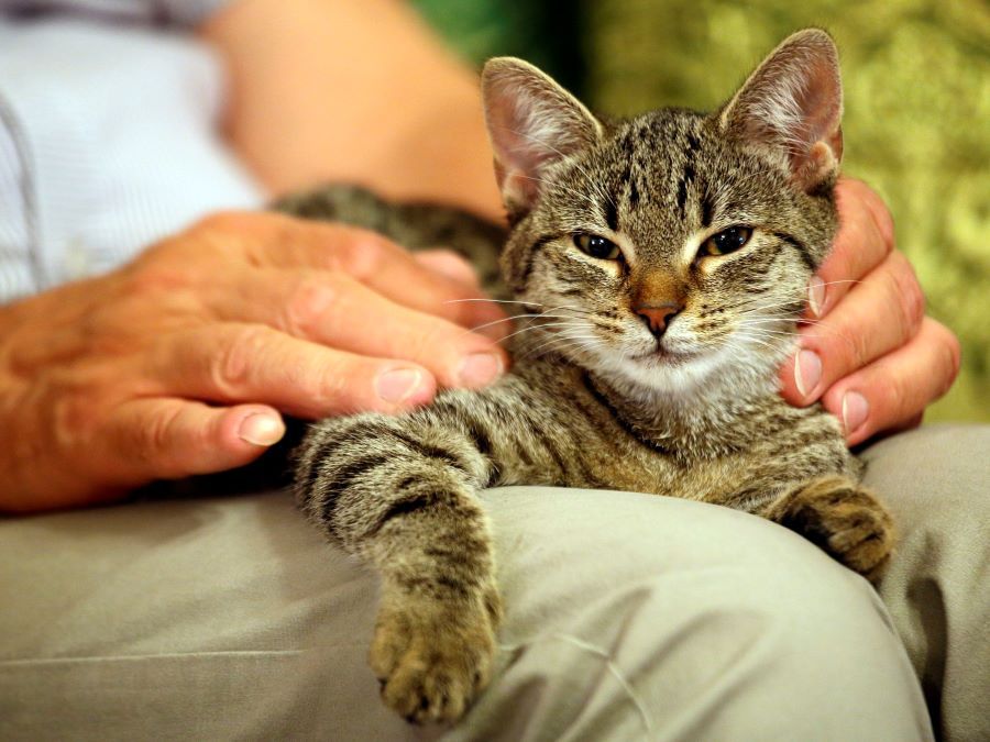 Adopting A Senior Cat: What You Need To Know