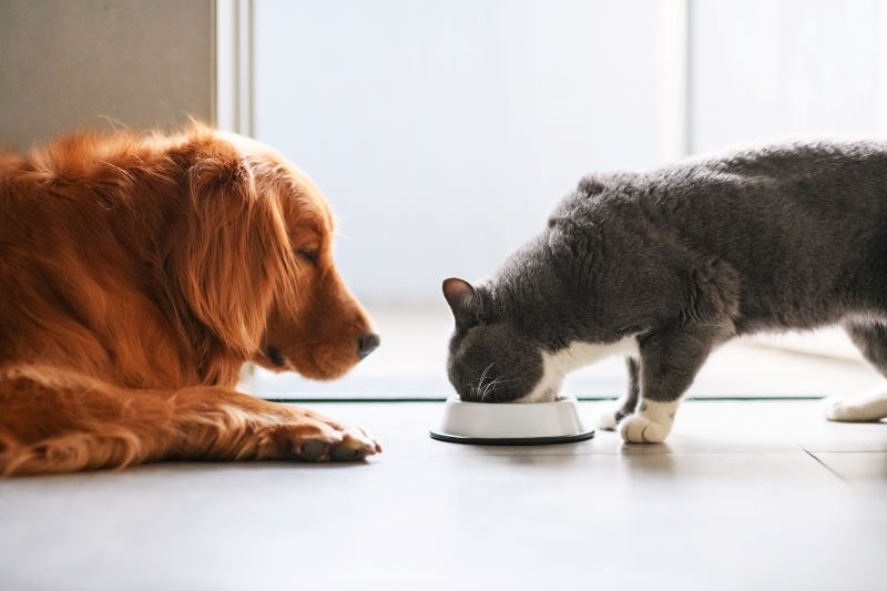 Adopting a new dog or cat? Here is what to look out for when deciding