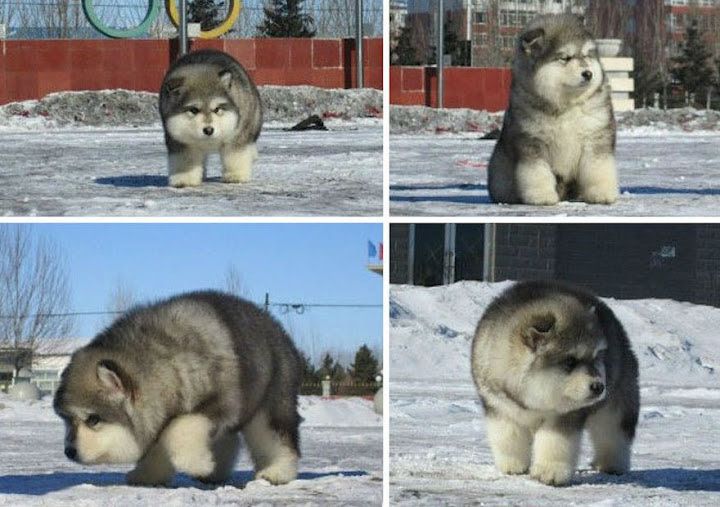 Alaskan Malamute price range. How much is an alaskan malamute puppy