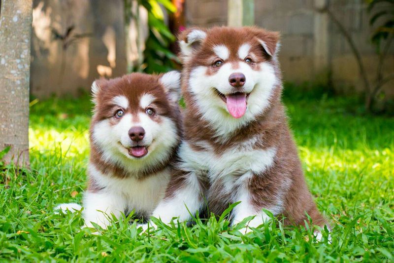 Alaskan Malamute price range. How much is an Alaskan Malamute Puppy?