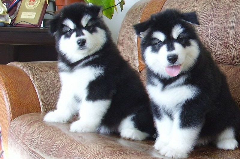 Alaskan Malamute price range. How much is an alaskan malamute puppy