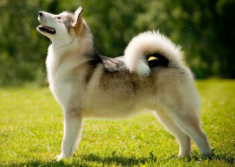 Alaskan Malamute price range. How much is an alaskan malamute puppy