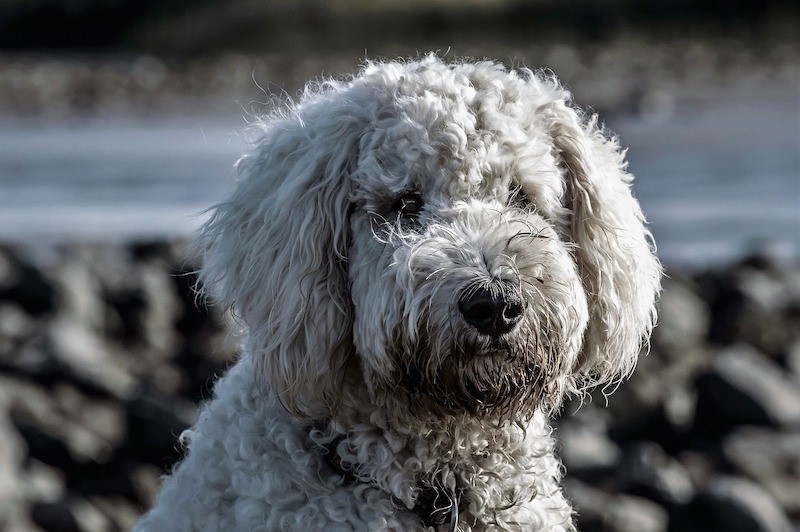 All You Need to Know about Goldendoodle