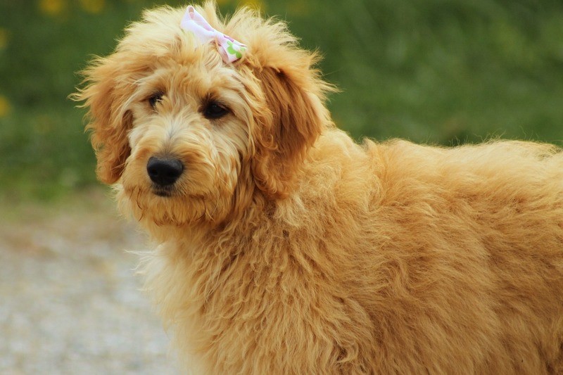 All You Need to Know about Goldendoodle