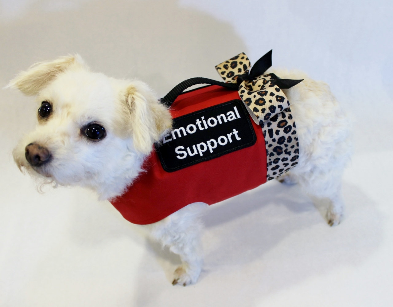 Amazing Benefits of an Emotional Support Animal Letter