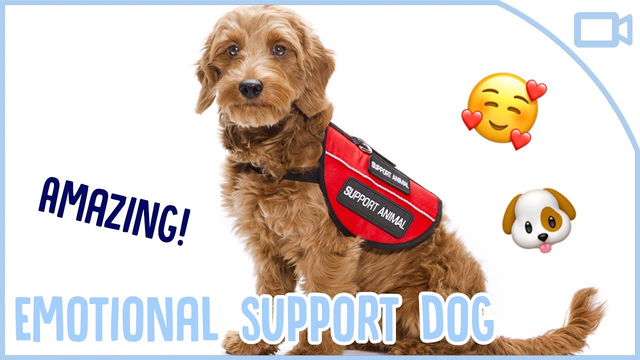 Amazing Benefits of an Emotional Support Animal Letter
