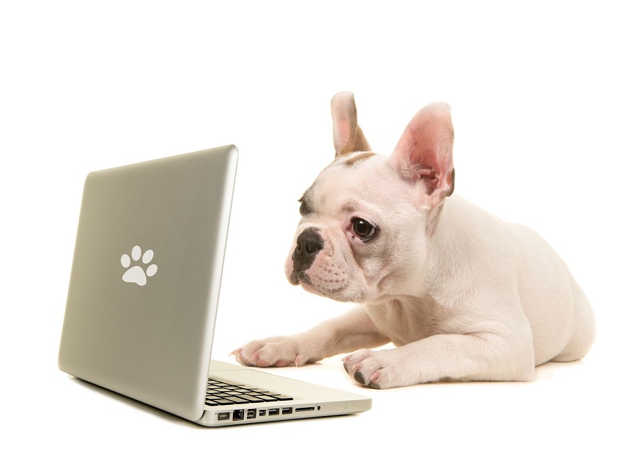 Benefits of Online Dog Supplies