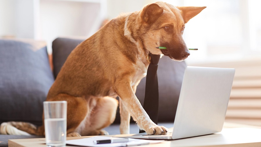 Benefits of Online Dog Supplies