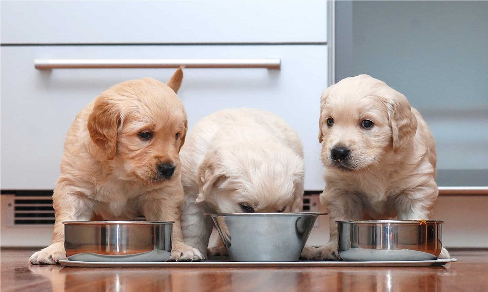 Best Dog Foods for Golden Retrievers Puppies