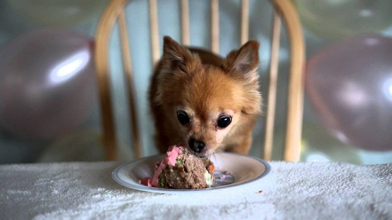 Best dog food for Chihuahua puppy. What to feed Chihuahua puppies?
