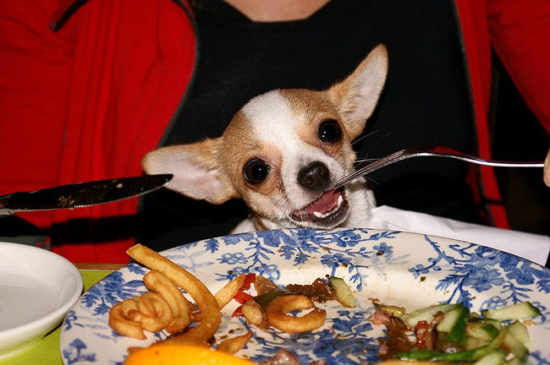 Best dog food for Chihuahua puppy. What to feed Chihuahua puppies?