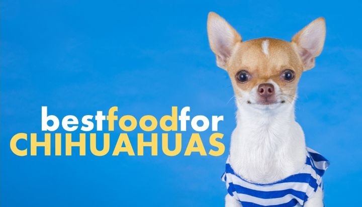 Best dog food for Chihuahua puppy. What to feed Chihuahua puppies?