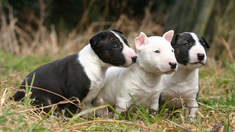 Bull Terrier price range. How much does a Bull Terrier puppy cost?