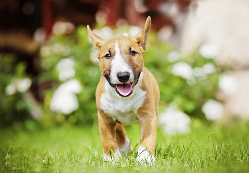 Bull Terrier price range. How much does a Bull Terrier puppy cost?