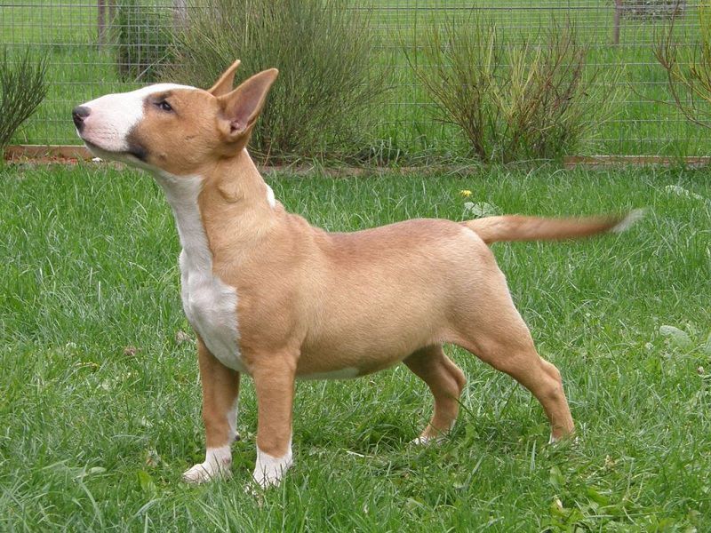 Bull Terrier price range. How much does a Bull Terrier puppy cost?