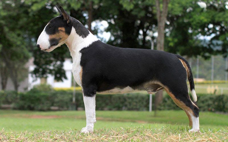 Bull Terrier price range. How much does a Bull Terrier puppy cost?