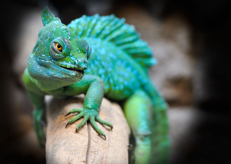 Can Exotic Animals Be Good Pets?